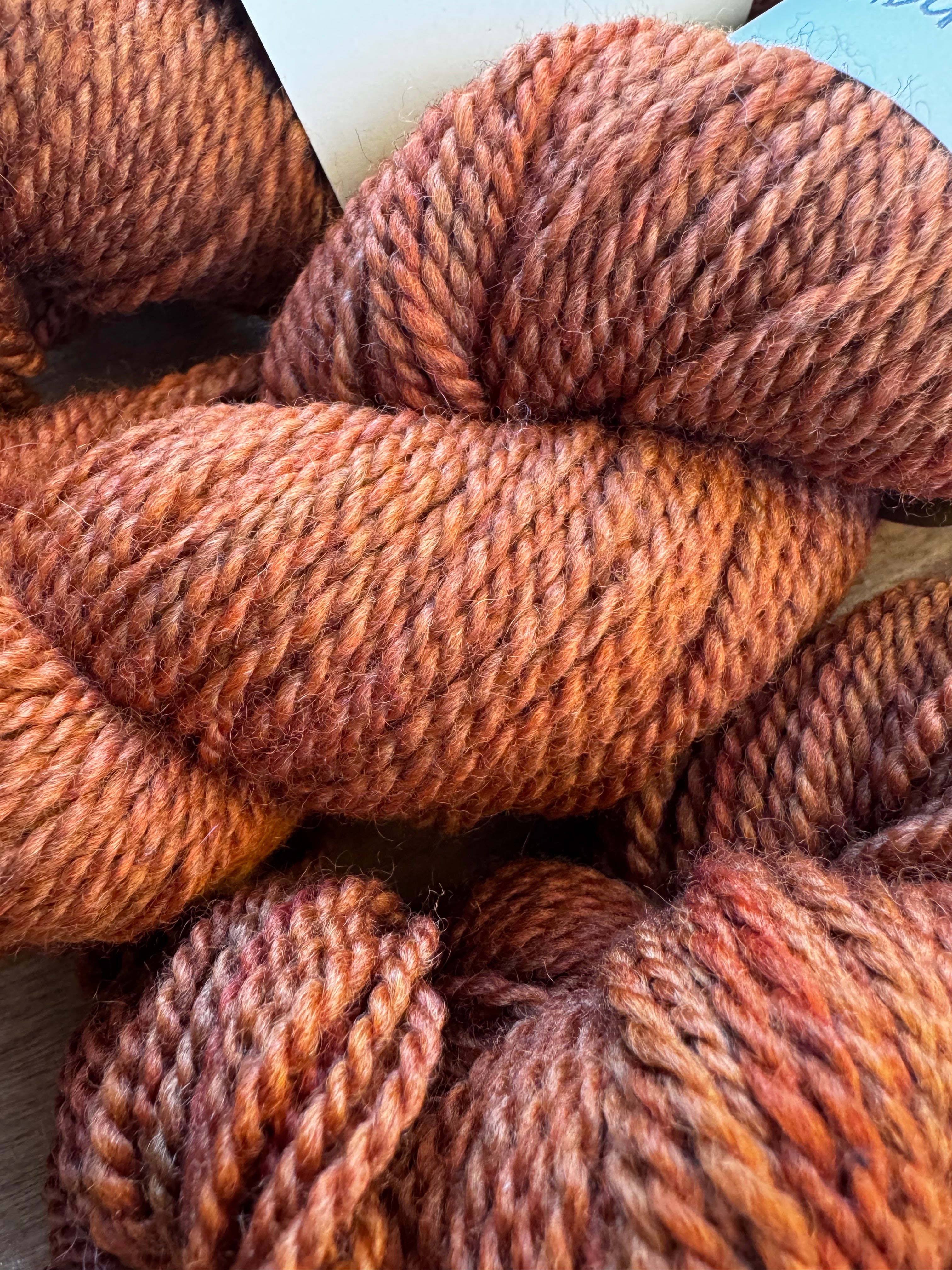 Steadfast in Sugar Maple